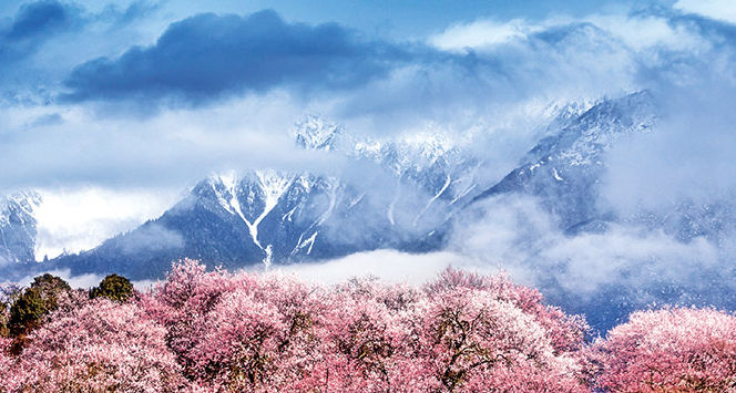 林芝：雪域“桃花源”的生態(tài)富民畫卷